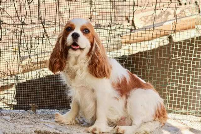 CAVALIER KING CHARLES BLENHEIM FEMELLE ADULTE
